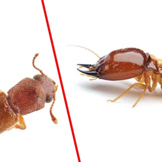 Termites vs. Powderpost Beetles