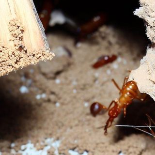 Getting Multiple Quotes for Termite Treatment
