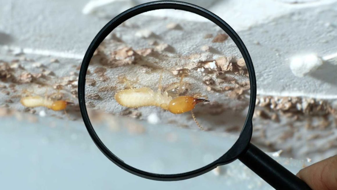 Termite Inspection Before Home Purchase