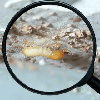 Termite Inspection Before Home Purchase