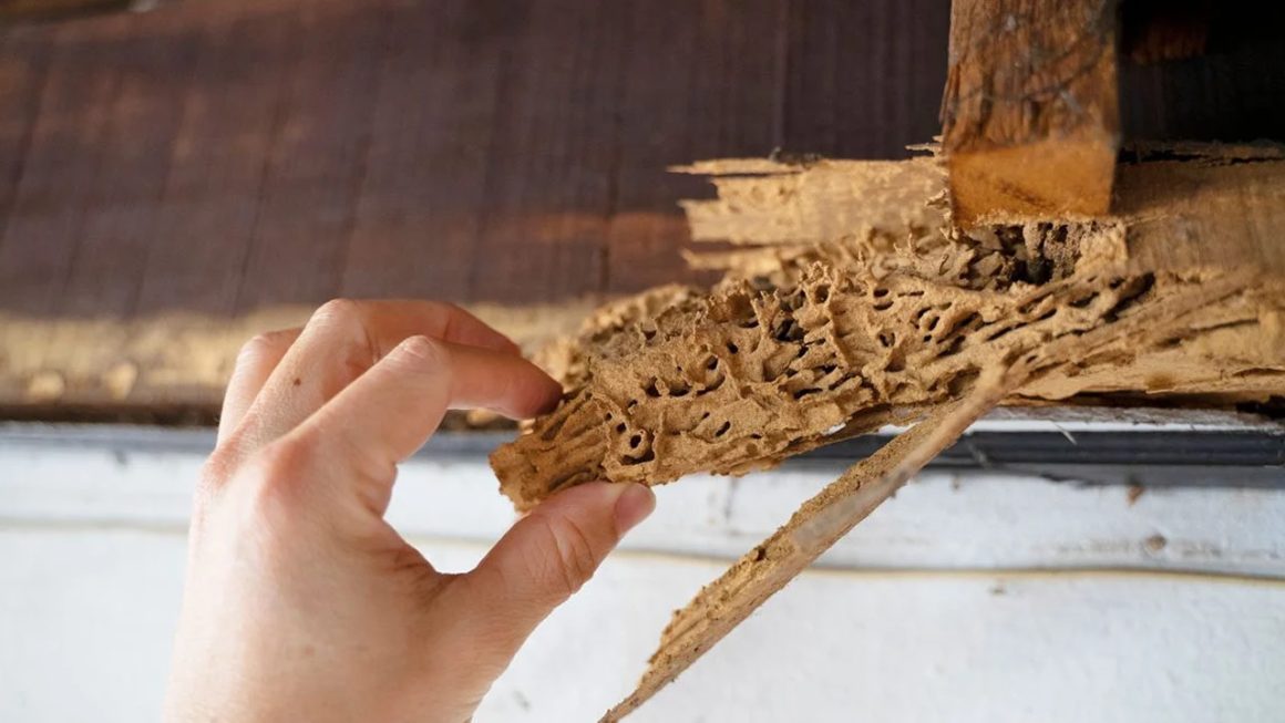 Termite Infestation