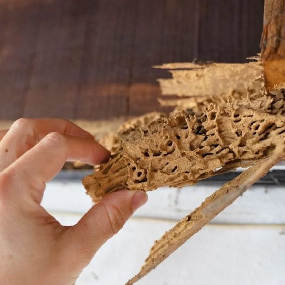 Termite Infestation