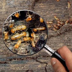 termite inspection