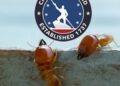 Termite Inspection Services in Richmond VA