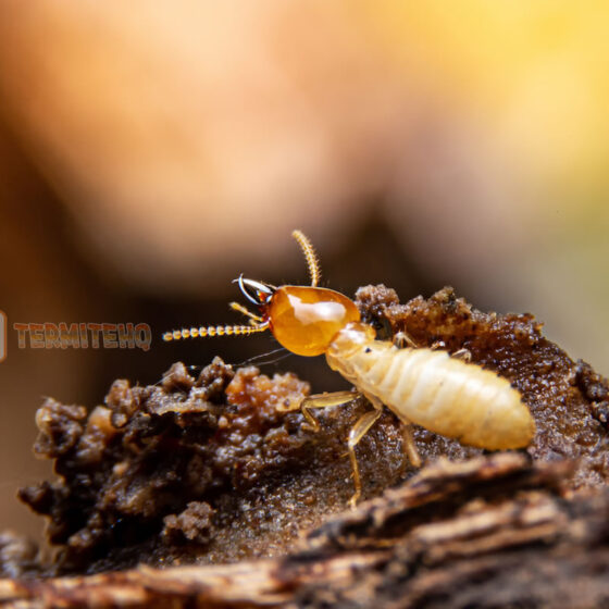 subterranean termite treatment cost variables and foundation risk analysis.