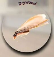 drywood_termites drywood termites