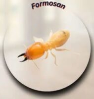 formosan termites formosan termites