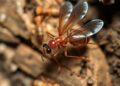 Do Termites Fly? What Flying Termites Mean Around a House editorial featured image showing termite inspection and property-risk planning context