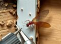 Termite Swarmers Indoors: What It Means and What Not to Do editorial featured image showing termite inspection and property-risk planning context